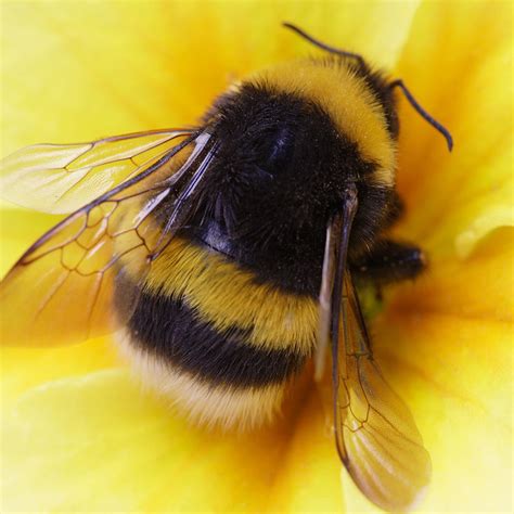 What’s that bumblebee .
